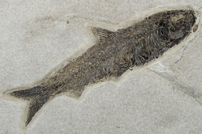 Fossil Fish (Knightia) - Huge For Species #233843